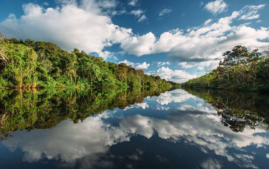 Amazon - Mirrored Forest