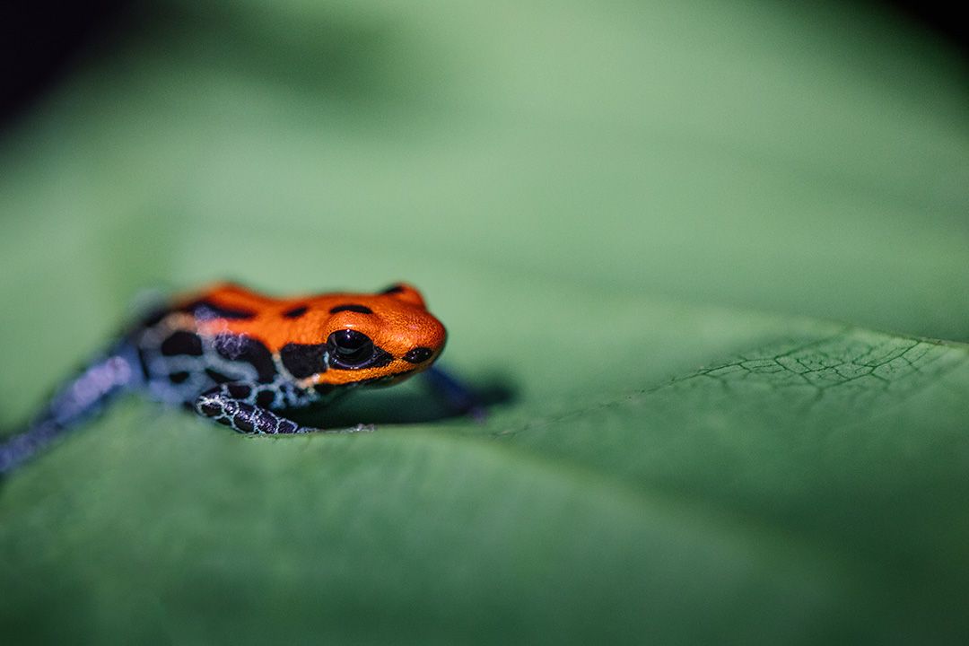 Amazon frog