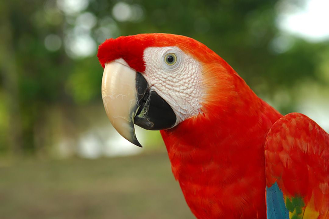 Amazon macaws