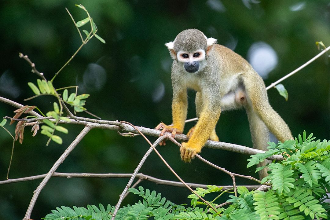 Amazon Squirrel Monkey