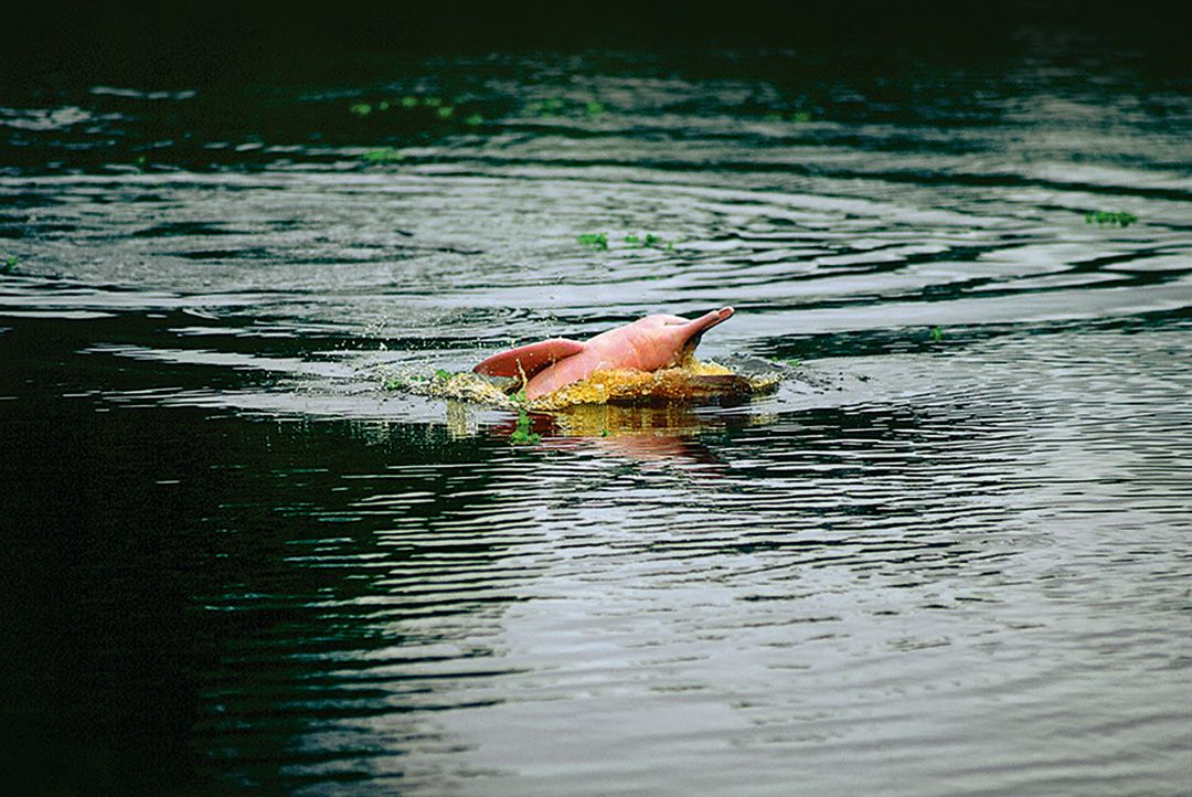 Amazon pink dolphin